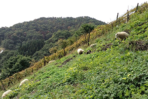 酒井ワイナリー「畑で会おうよ！」