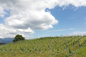 ヴィンヤード・カルテット（ペアリングセット）